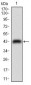 NME2 Antibody